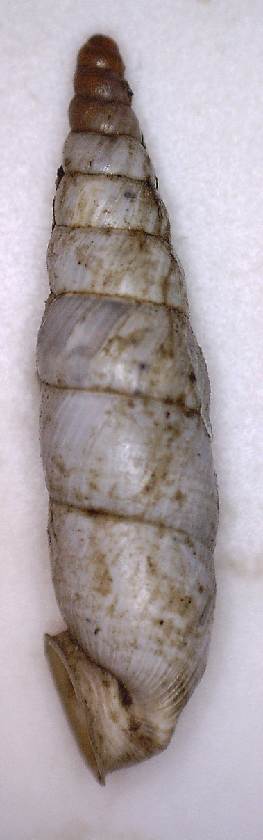 Gliki. Albinaria da identificare